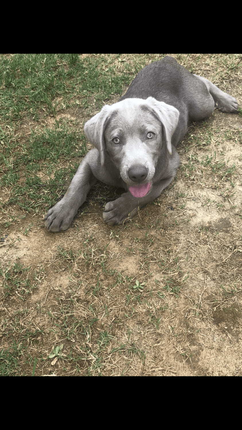 "Labrador Retriever" Puppies For Sale Charlotte, NC 330290