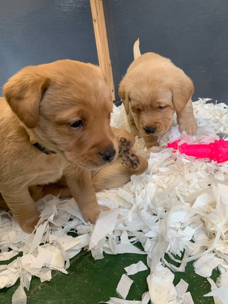 Labrador Retriever Puppies For Sale Dallas, TX 331658