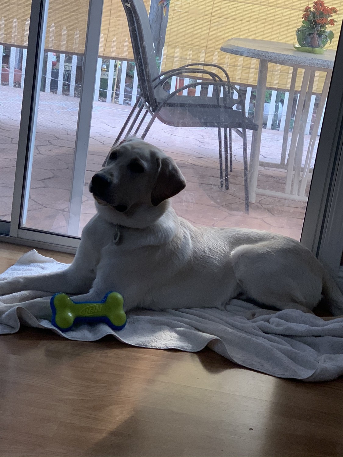 Labrador Retriever Puppies For Sale San Jose, CA 338857