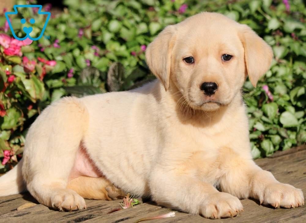 Labrador Retriever Puppies For Sale Louisville, KY 339292