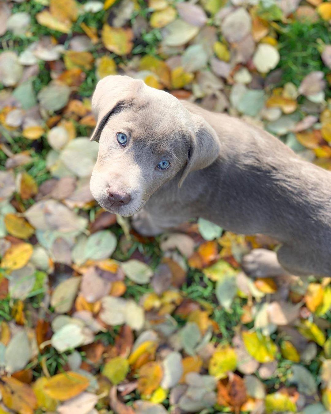 39 Best Photos Golden Retriever Puppies Syracuse Ny