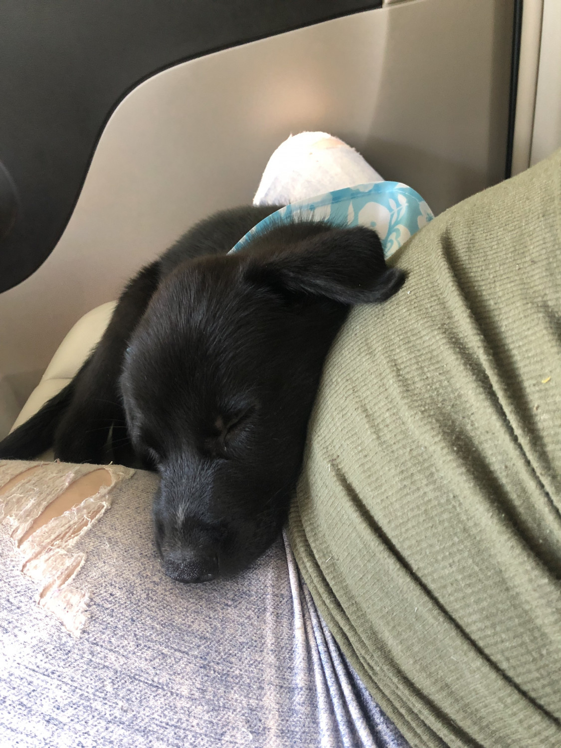 Labrador Husky Puppies For Sale Daphne, AL 301898