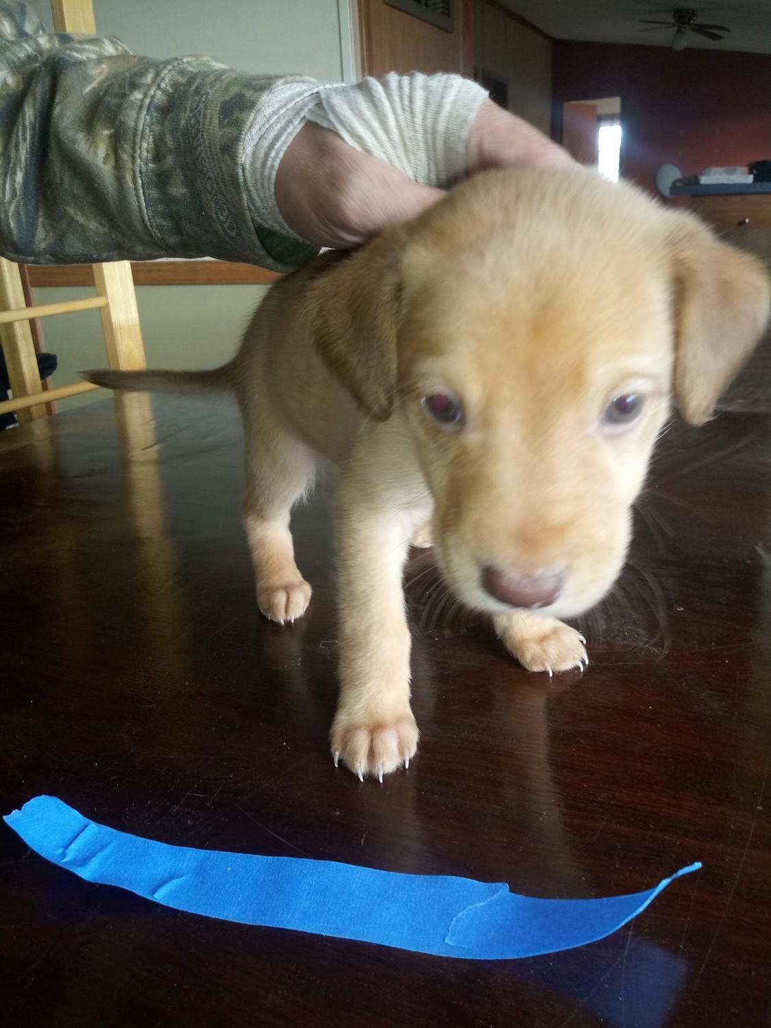 Labrador Husky Puppies For Sale Pierson, MI 311496