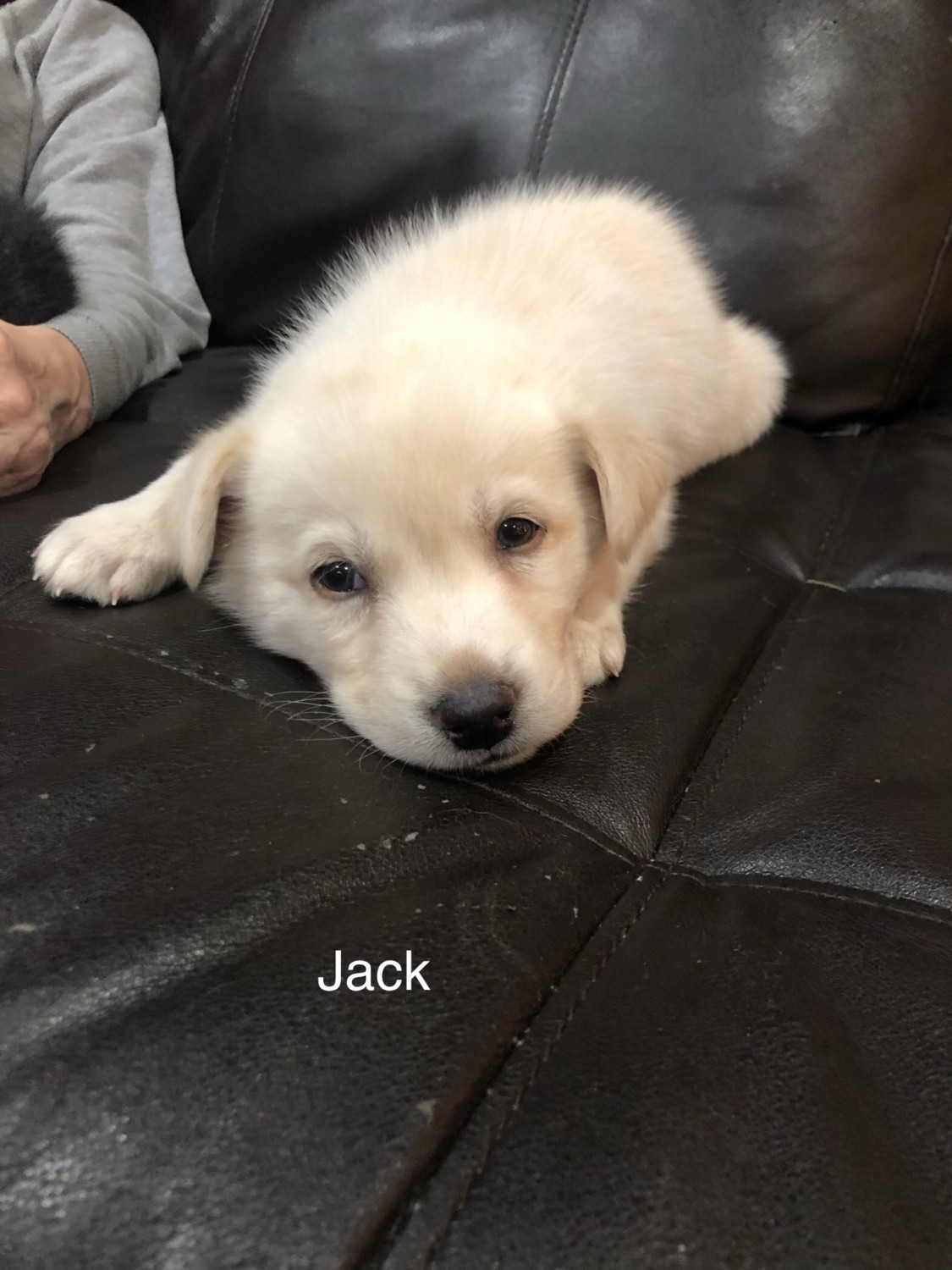 Labrador Husky Puppies For Sale Chicora, PA 315145