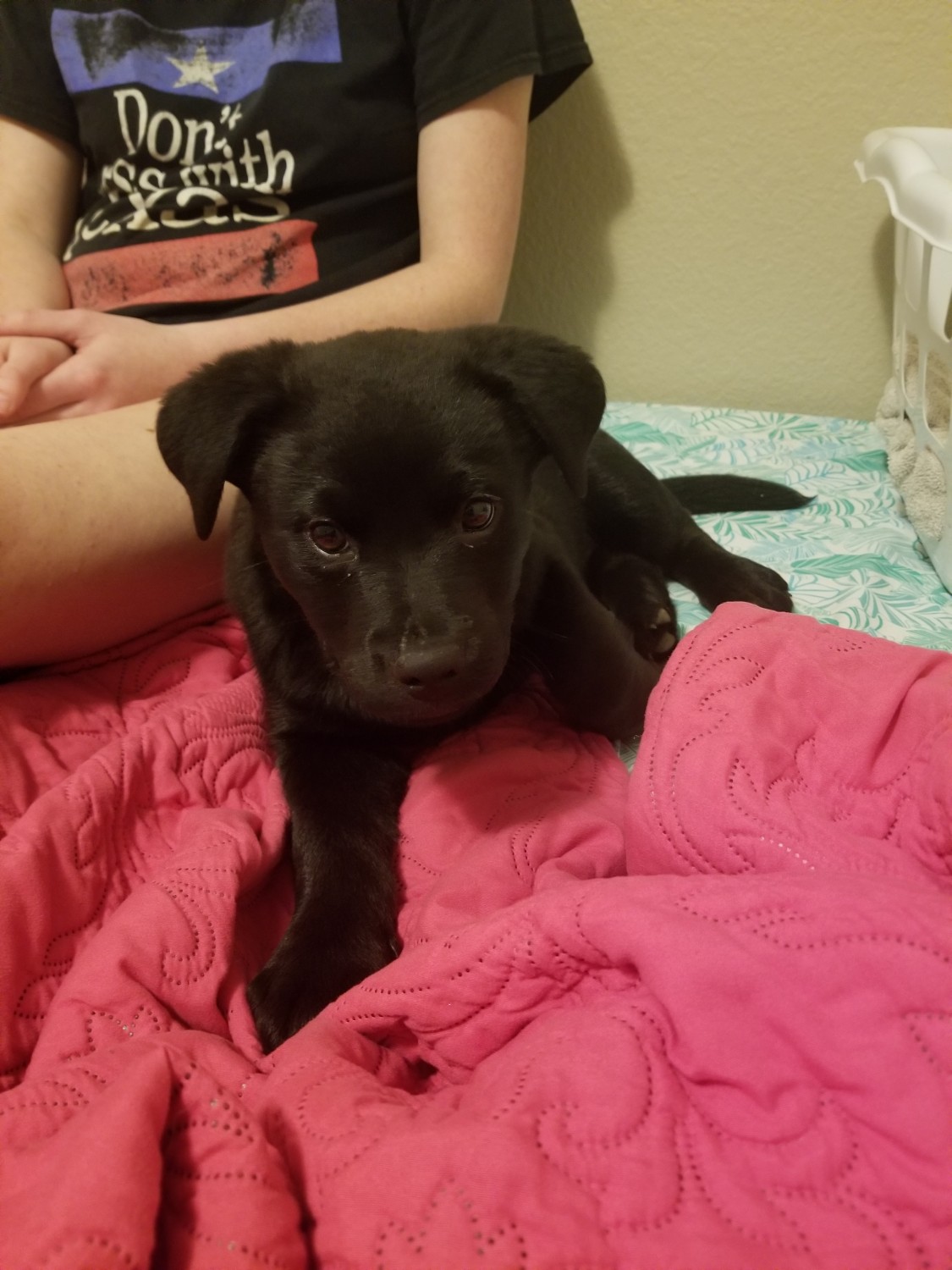 Labrador Husky Puppies For Sale Sanger, TX 325874