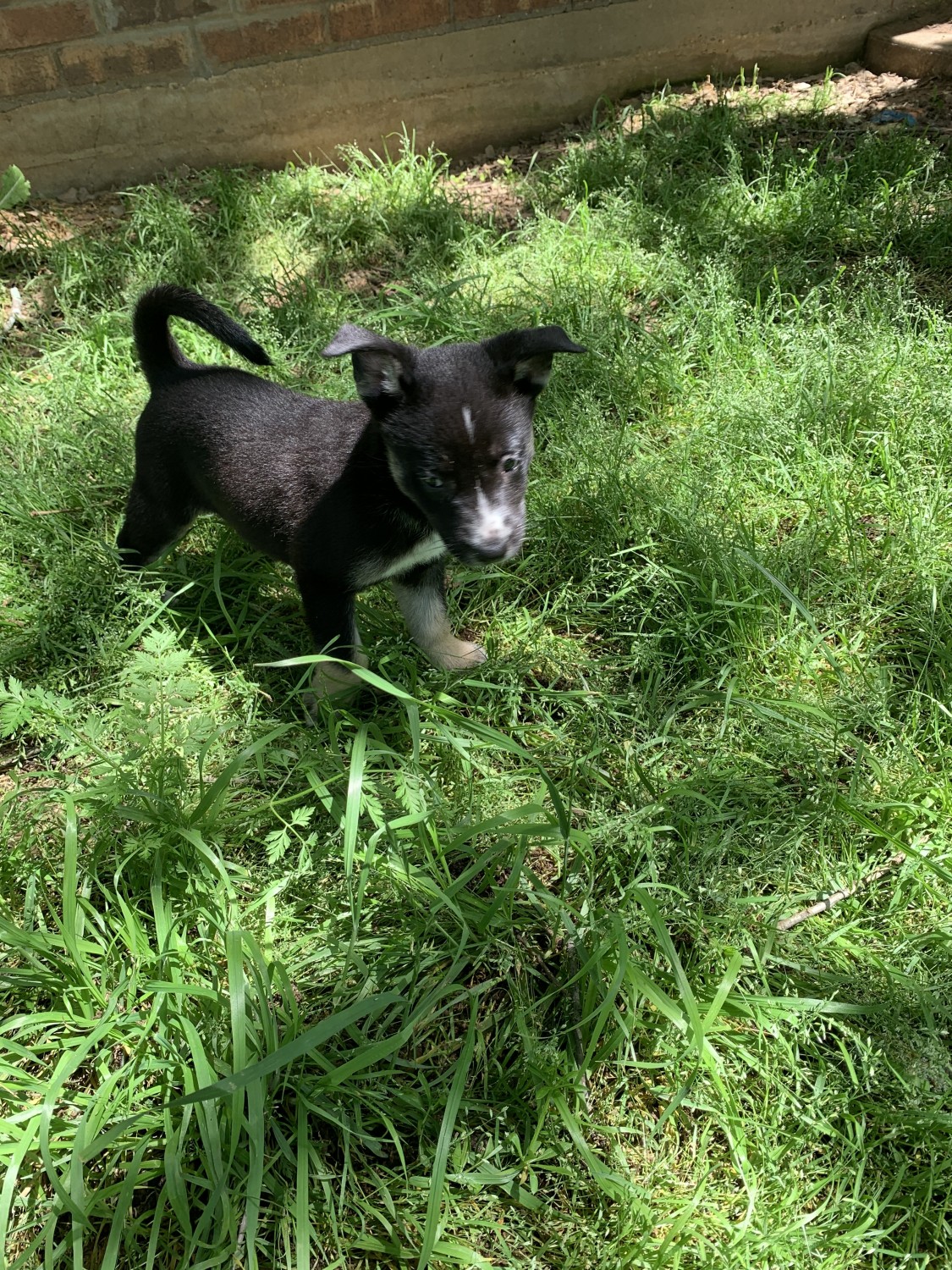 Labrador Husky Puppies For Sale Joshua, TX 327292