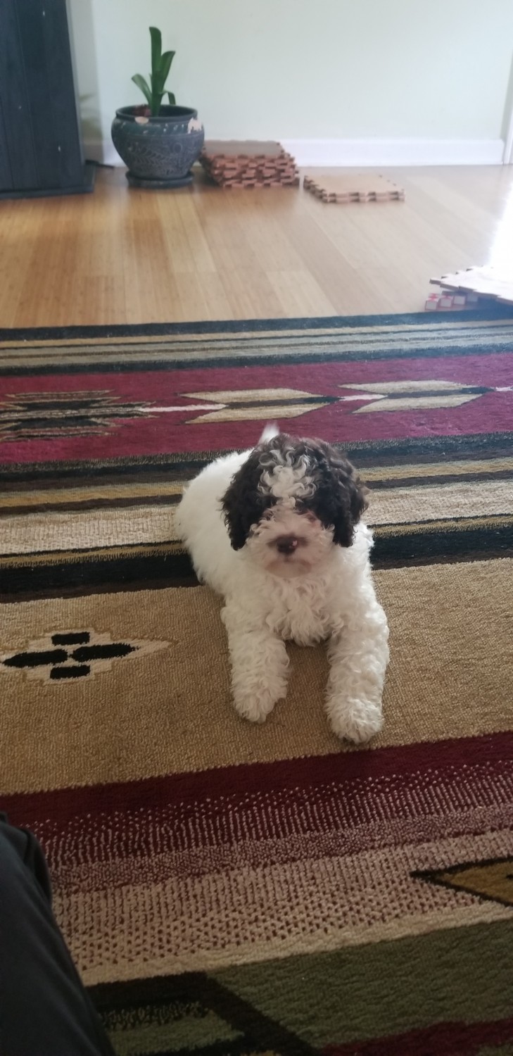 Toy Poodle Puppies For Sale Near Purvis Ms 39475 Usa Within 300 Miles