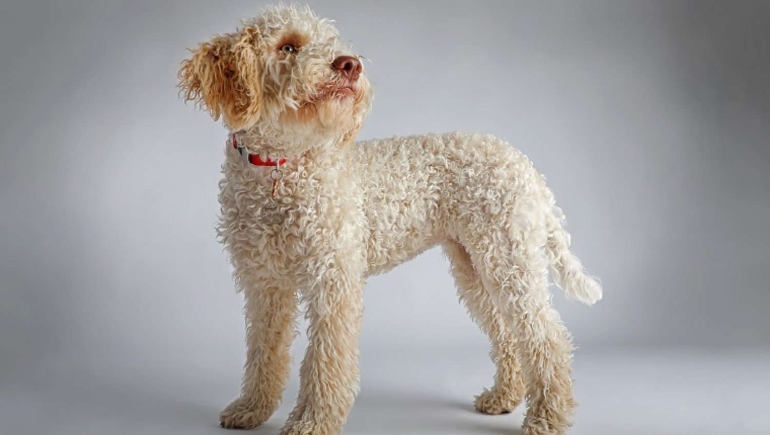 Lagotto Romagnolo Dog Breed Information Images Characteristics Health