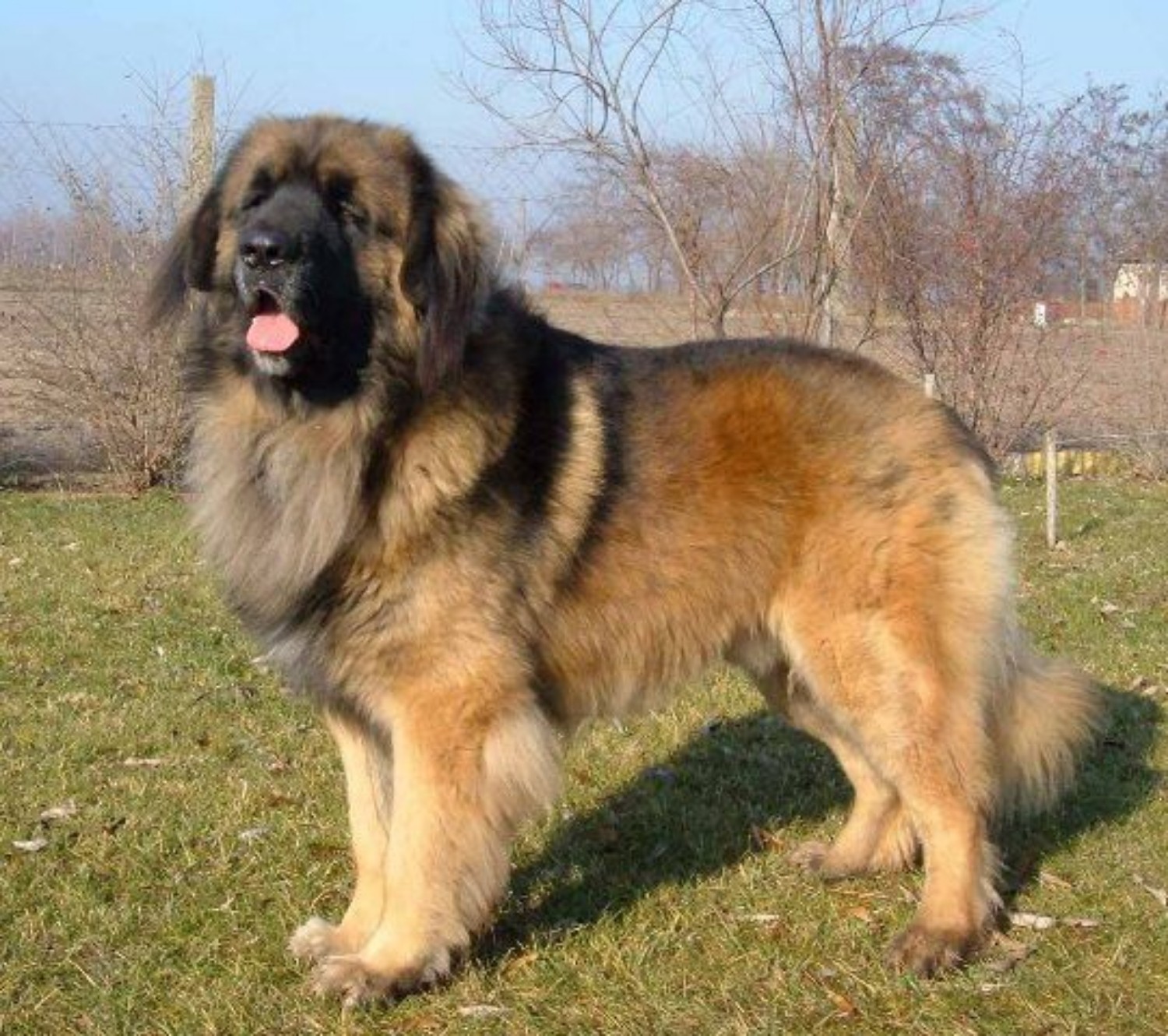 Leonberger Dog Breed Information Images Characteristics Health