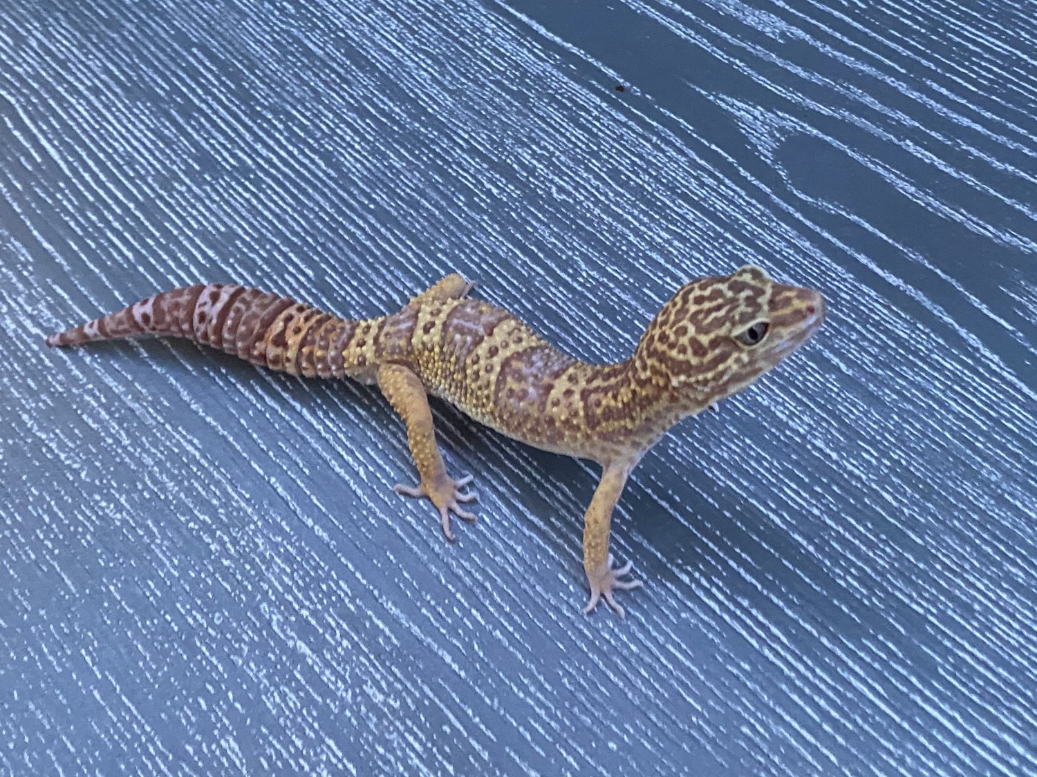 Leopard Gecko Reptiles For Sale San Diego, CA 329219