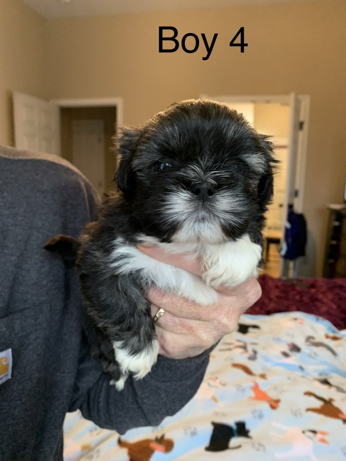 Lhasa Apso Puppies For Sale Covington, TX 497396