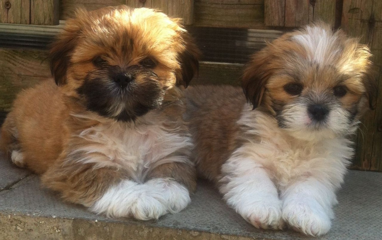 pug lhasa apso puppies for sale