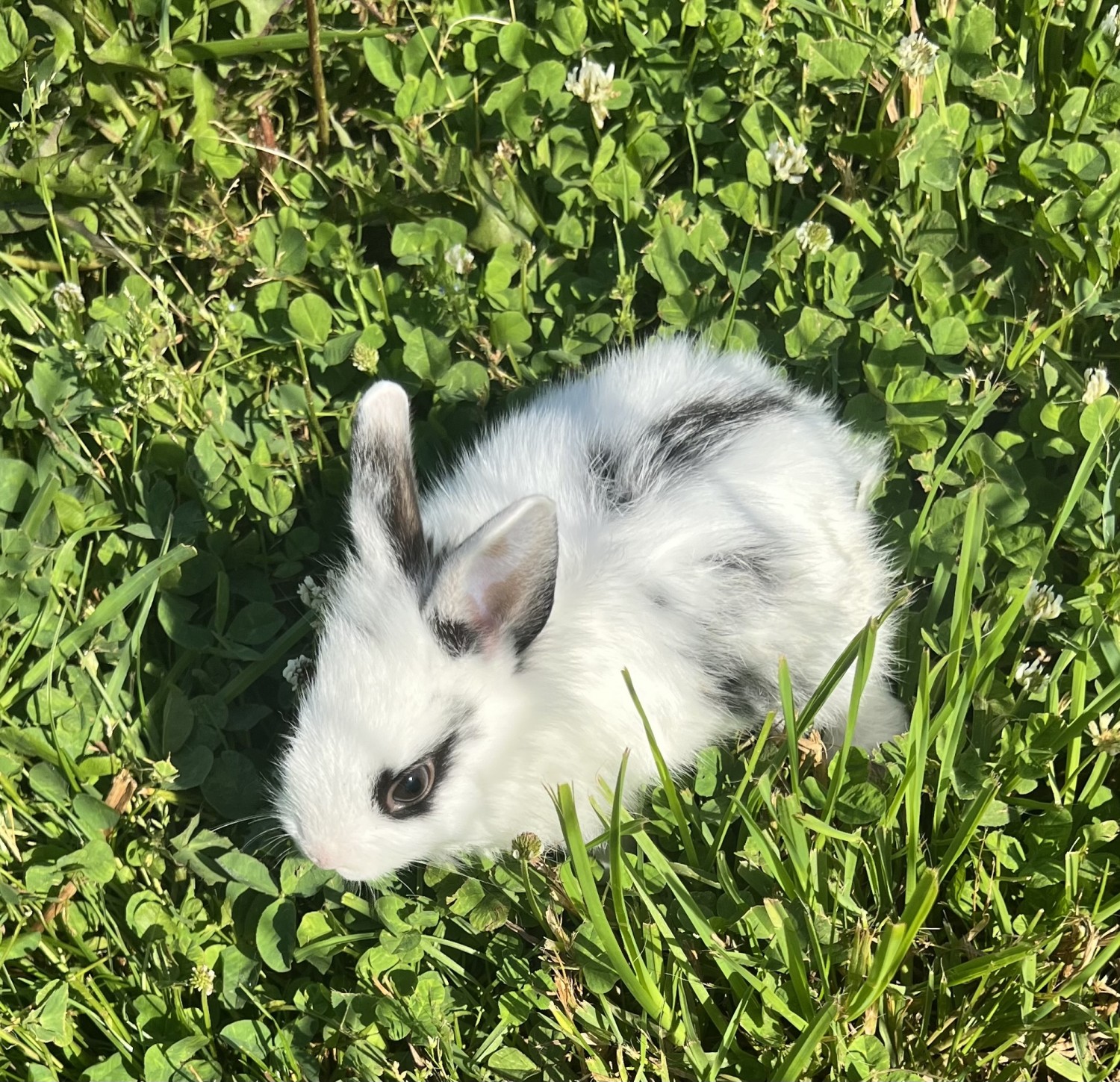 Lionhead rabbit Rabbits For Sale New Holland, PA 432254