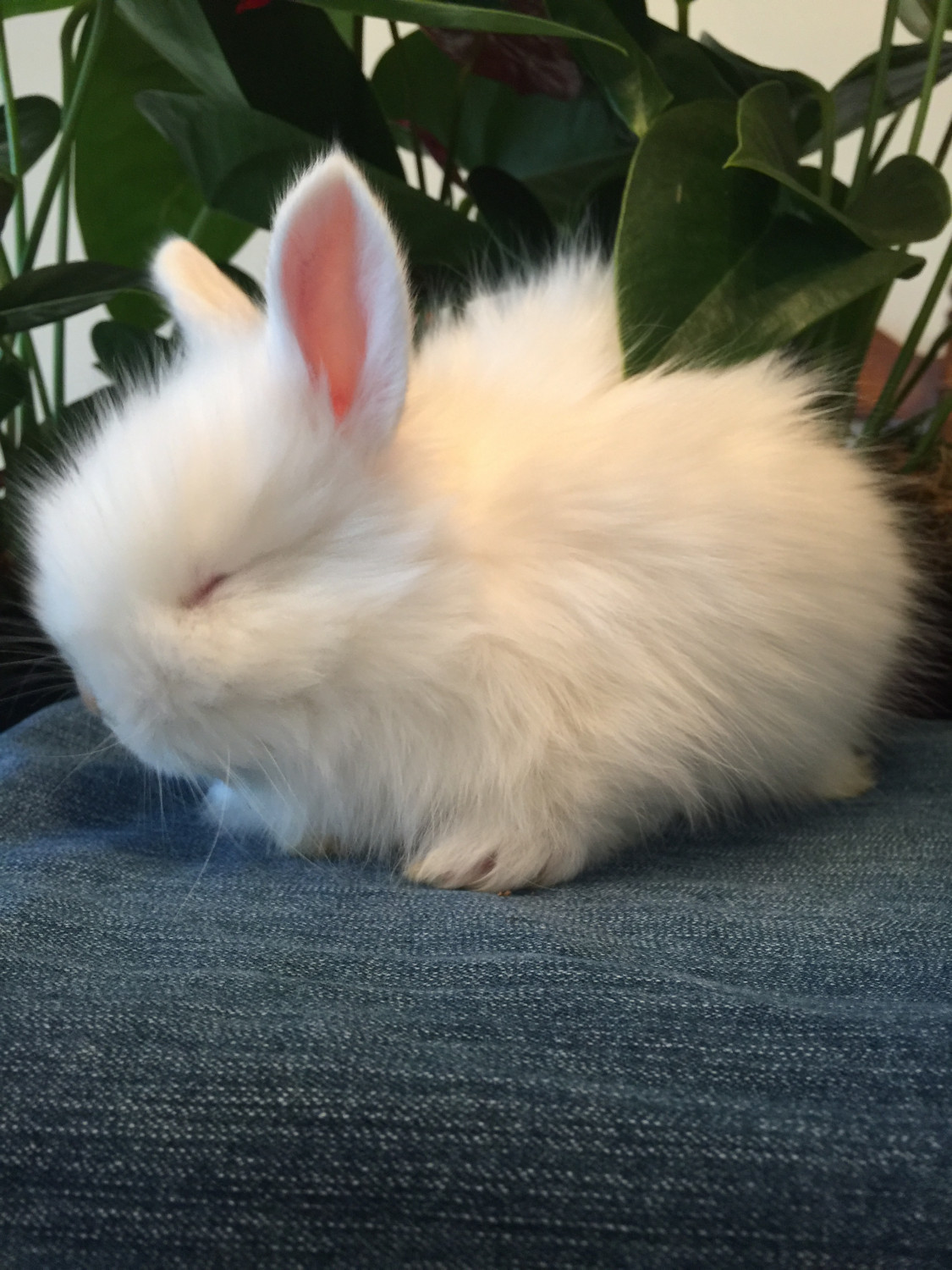 lionhead angora mix
