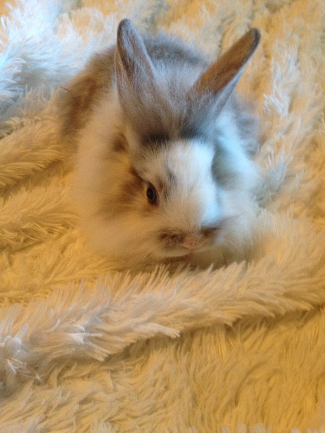 Lionhead rabbit Rabbits For Sale Columbus, GA 251960