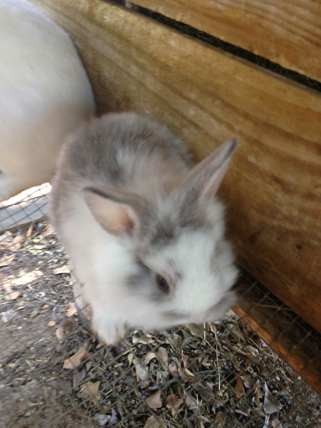 Lionhead rabbit Rabbits For Sale Columbus, GA 251960