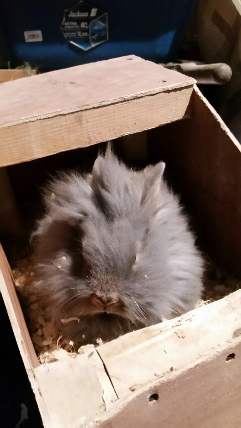 Lionhead rabbit Rabbits For Sale Piketon, OH 261894