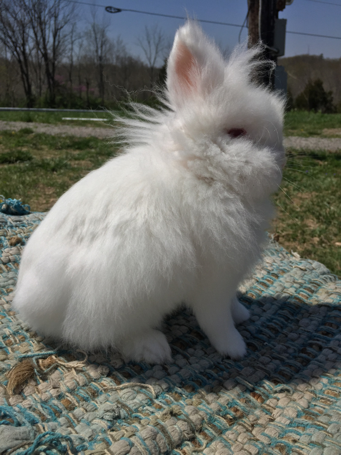 Lionhead rabbit Rabbits For Sale OH 275448