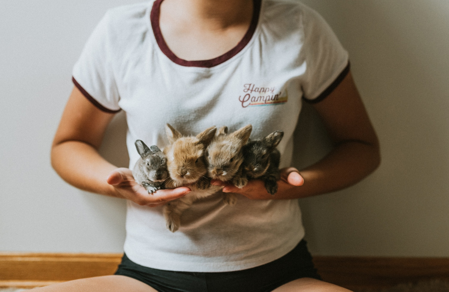 Lionhead rabbit Rabbits For Sale Pleasantville, OH 277236