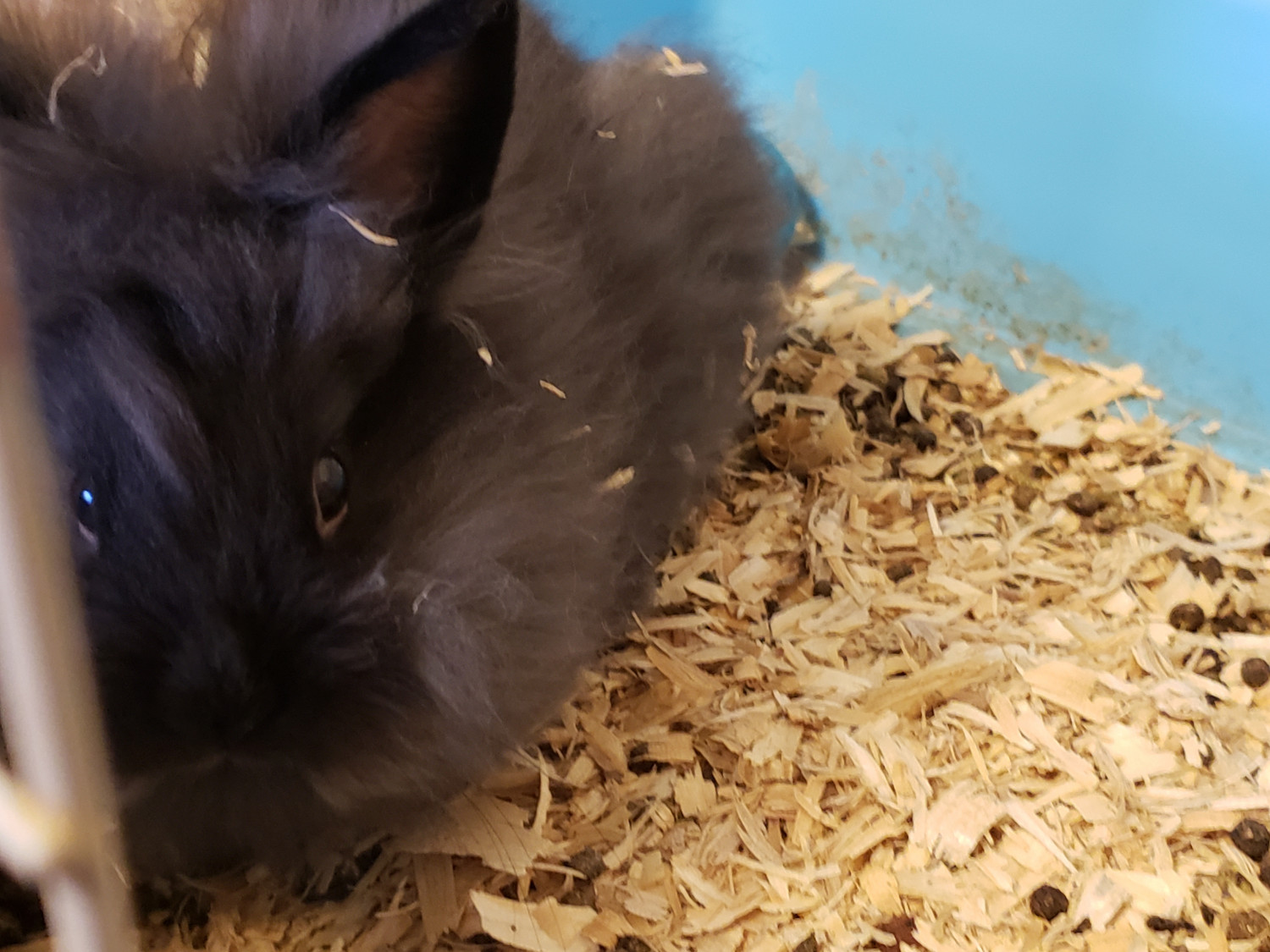 Lionhead rabbit Rabbits For Sale De Graff, OH 288491
