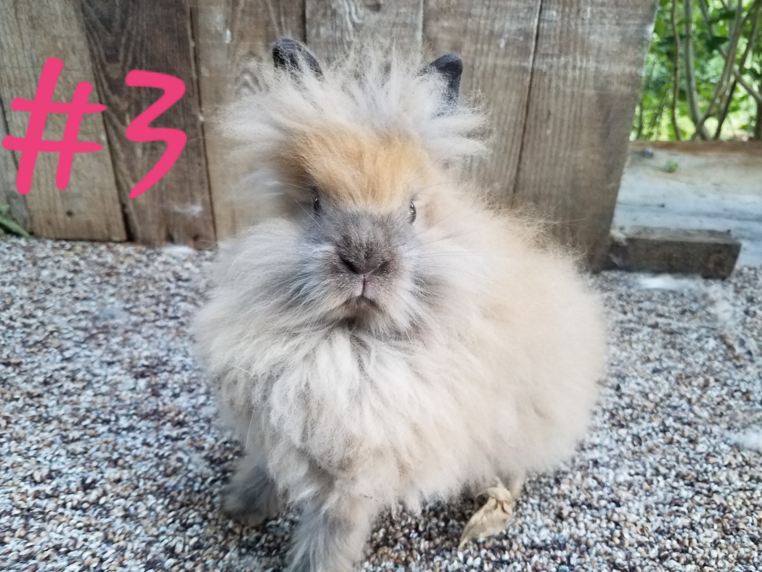 Lionhead rabbit Rabbits For Sale Roseville, OH 306376