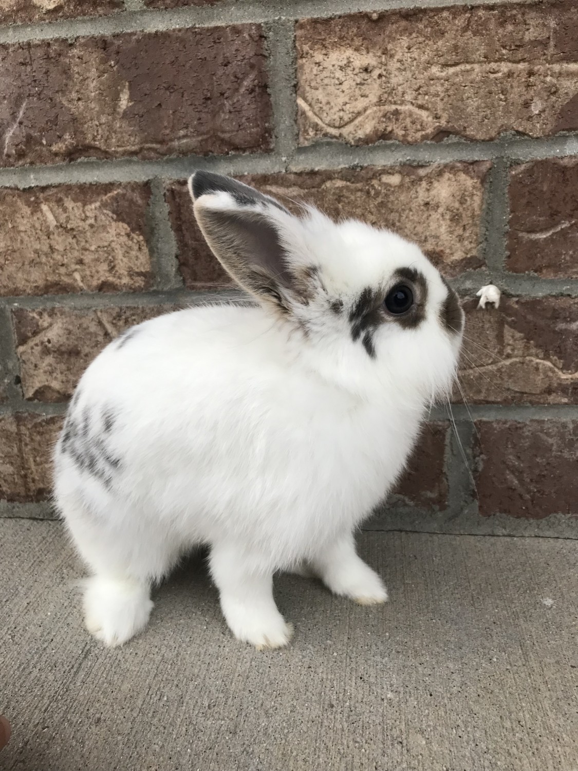lionhead rabbit for sale