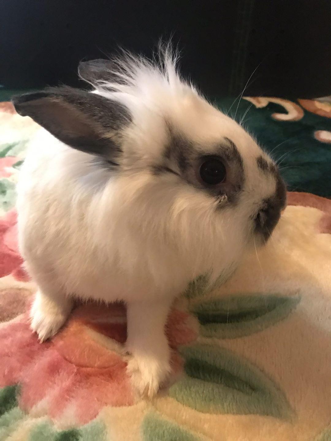 Lionhead rabbit Rabbits For Sale Raeford, NC 318617