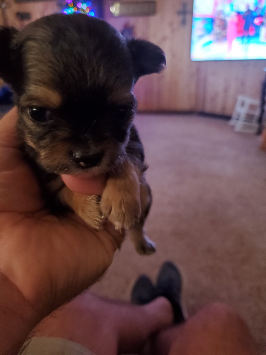 Long Haired Chihuahua Puppies For Sale Abilene, TX 390483