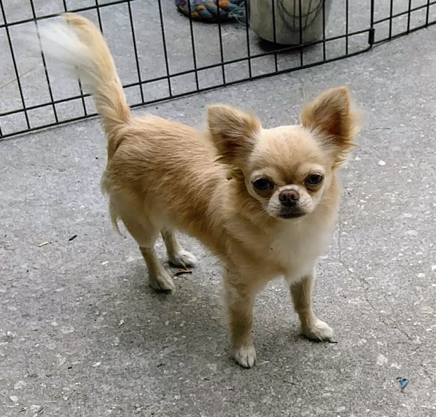 Long Haired Chihuahua Puppies For Sale Live Oak, FL 264485