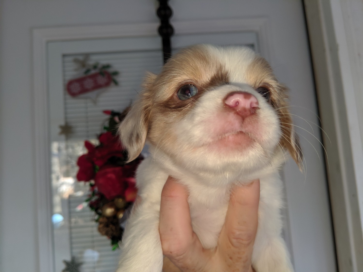 Long Haired Chihuahua Puppies For Sale Bear Creek, NC