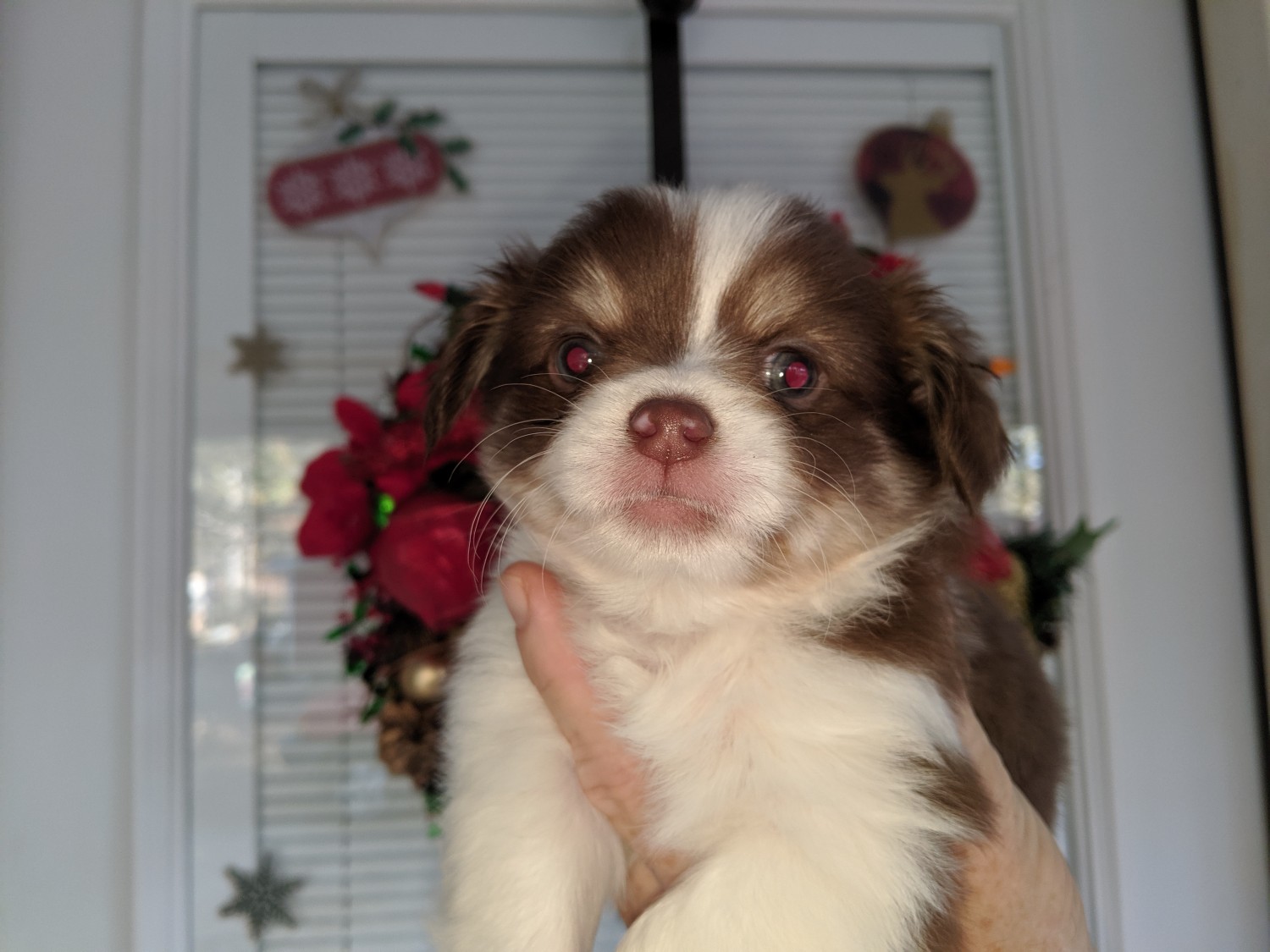 Long Haired Chihuahua Puppies For Sale Bear Creek, NC