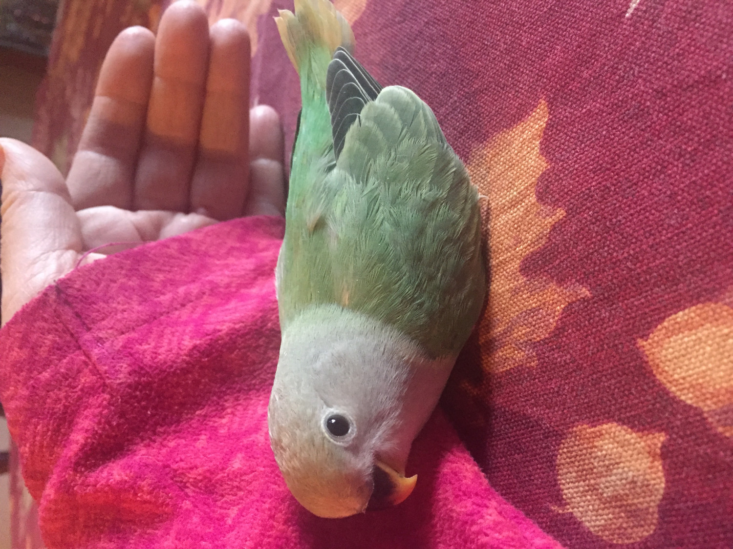 Lovebird Birds For Sale Queens, NY 183942 Petzlover