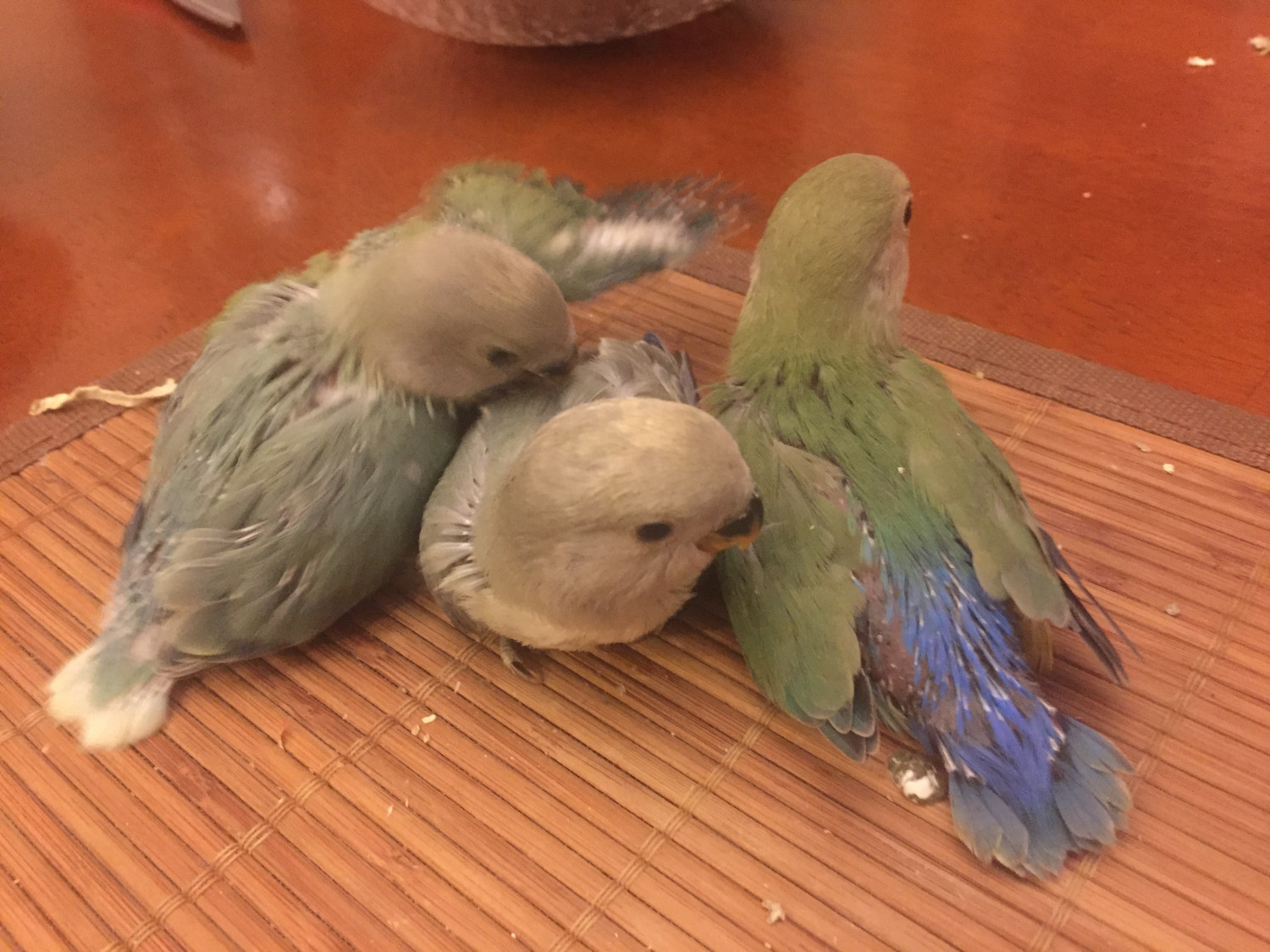 Lovebird Birds For Sale Queens, NY 219535 Petzlover