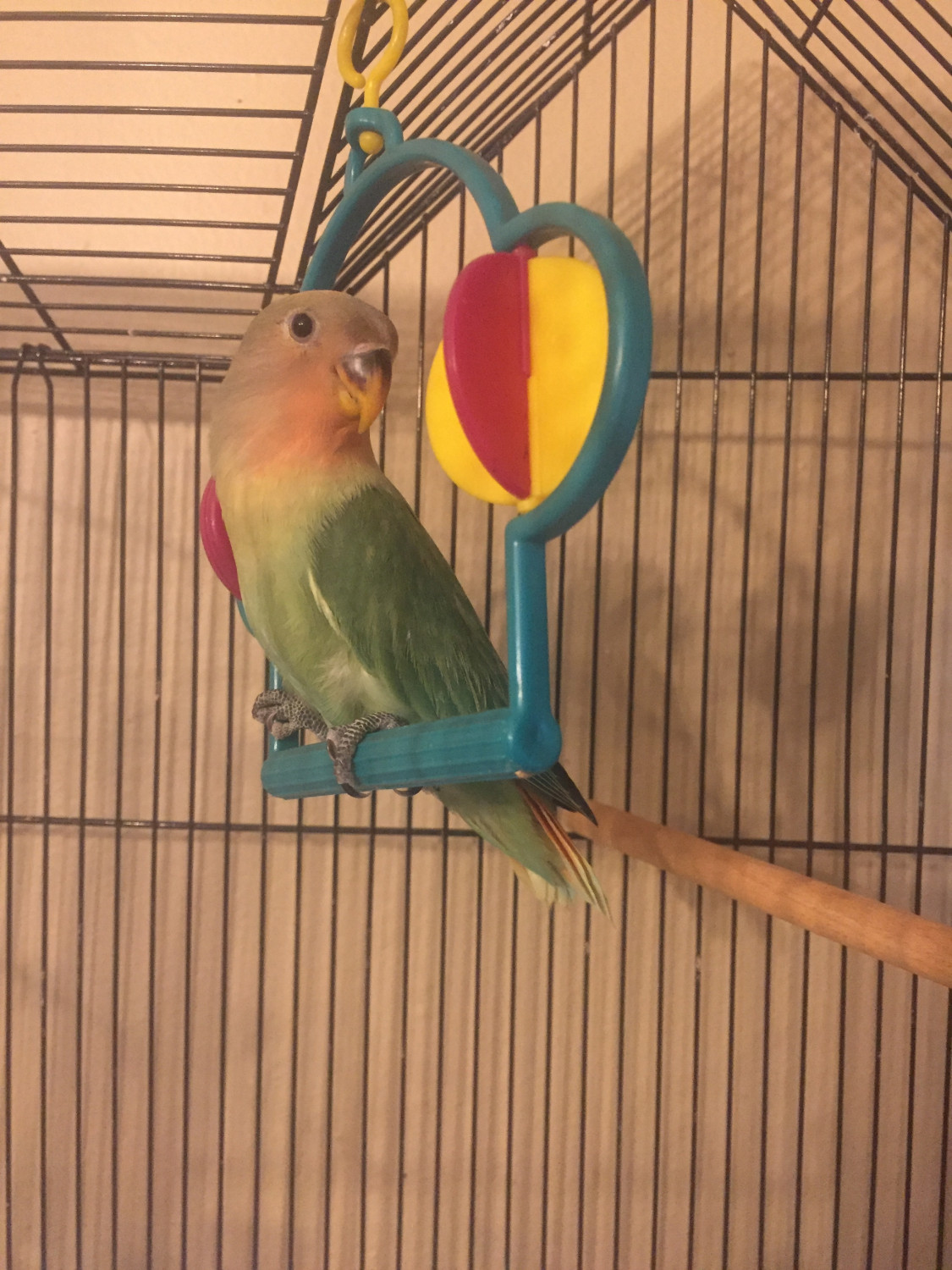 Lovebird Birds For Sale Queens, NY 225802 Petzlover