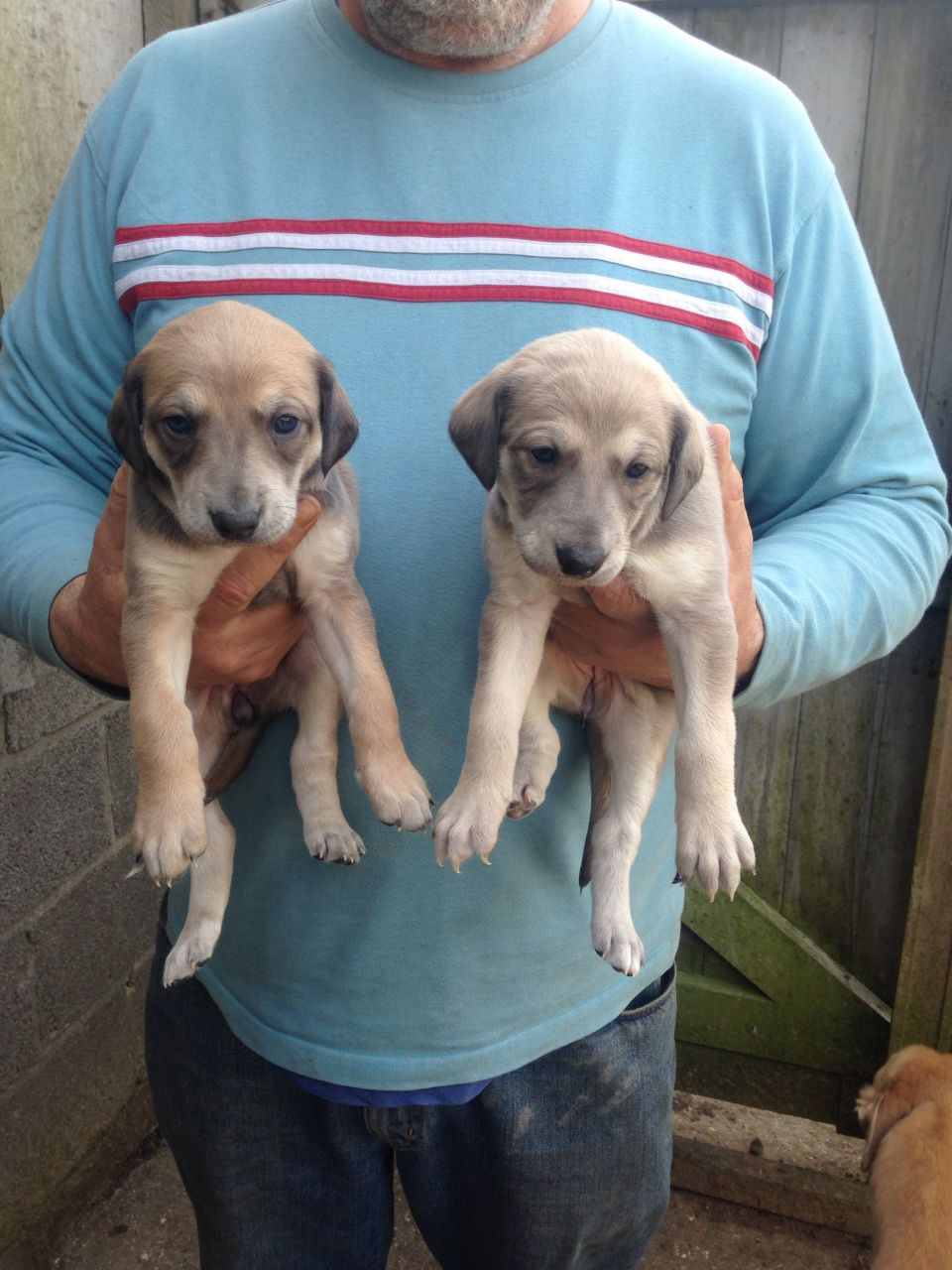 Lurcher Puppies For Sale | Beaverton 