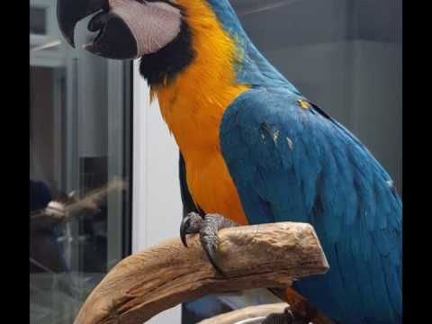 Macaw Birds For Sale Seattle Wa 284306 Petzlover,Gender Neutral Colors For Adults