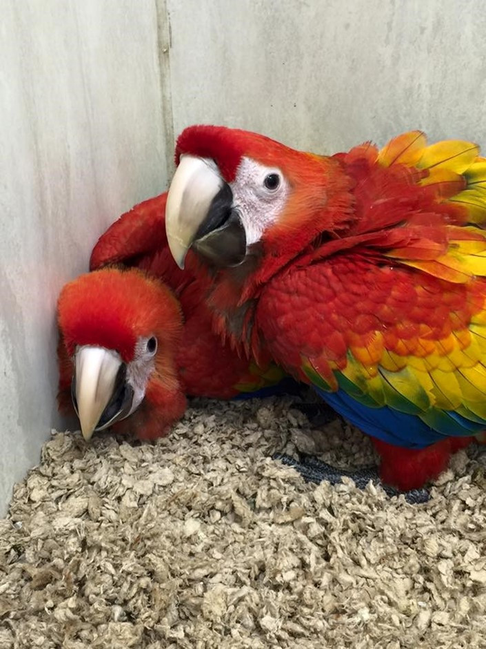 Macaw Birds For Sale Columbus, OH 288121 Petzlover