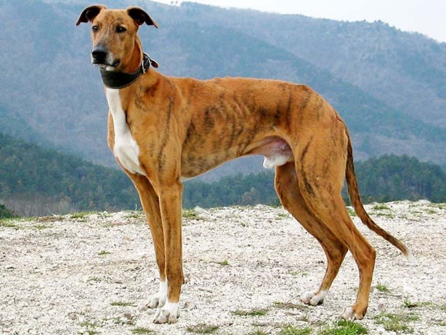Magyar Agar Dog Breed Information Images Characteristics Health