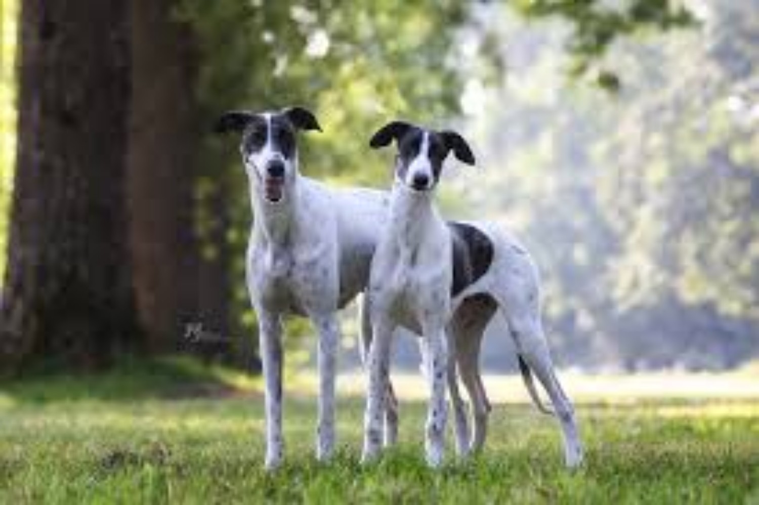 Magyar Agar Dog Breed Information Images Characteristics Health