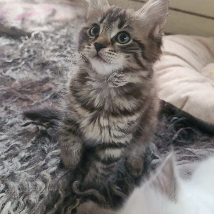 Maine Coon Cats For Sale New York, NY 462874 Petzlover