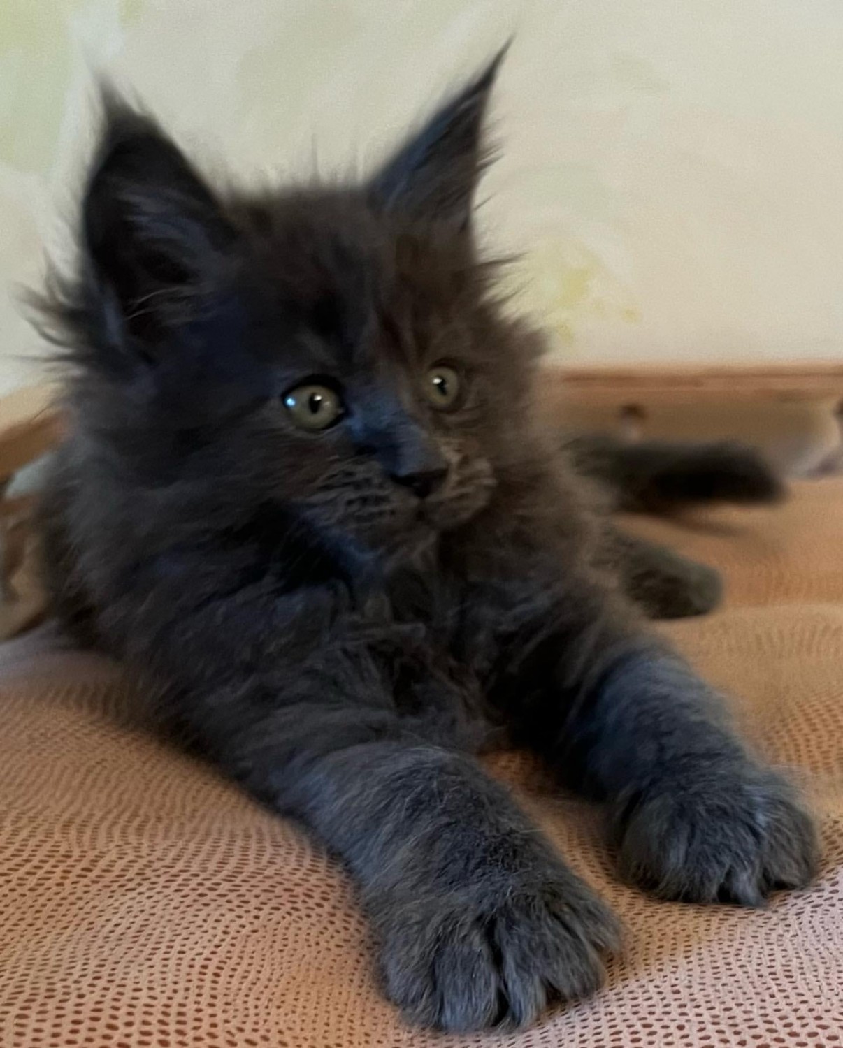 Maine Coon Cats For Sale Dallas, TX 485475 Petzlover