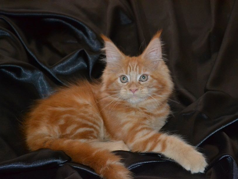 Maine Coon Cats For Sale Kingsland, TX 176367 Petzlover