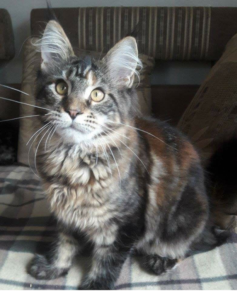 Maine Coon Cats For Sale North Carolina 801, NC 176373