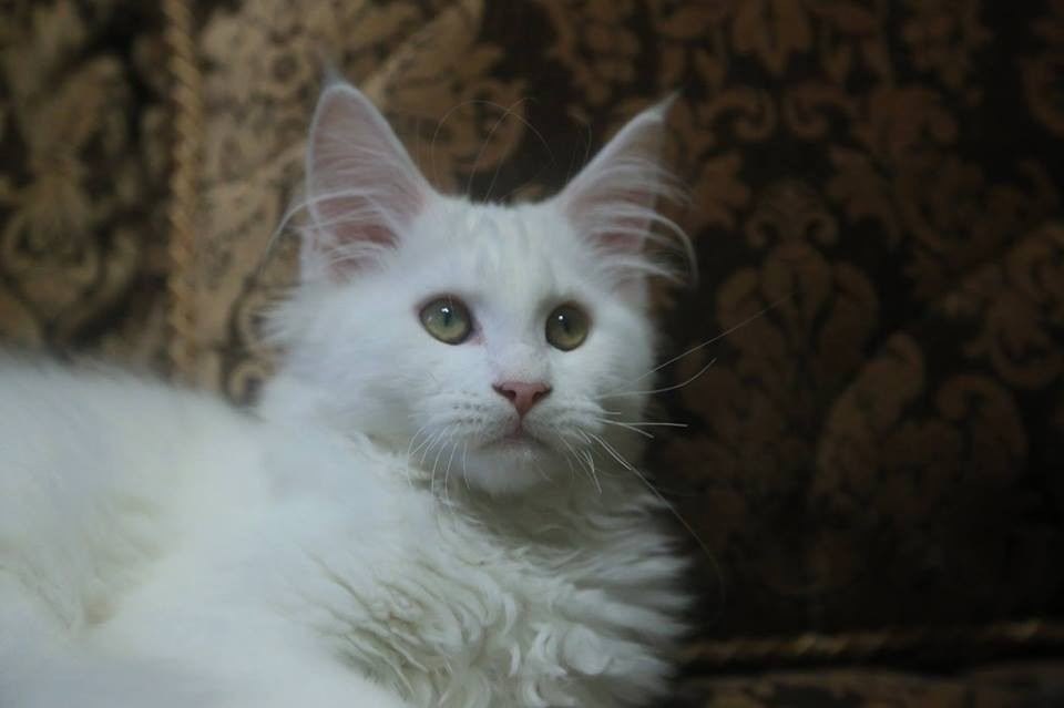 Maine Coon Cats For Sale North Carolina 801, NC 176389