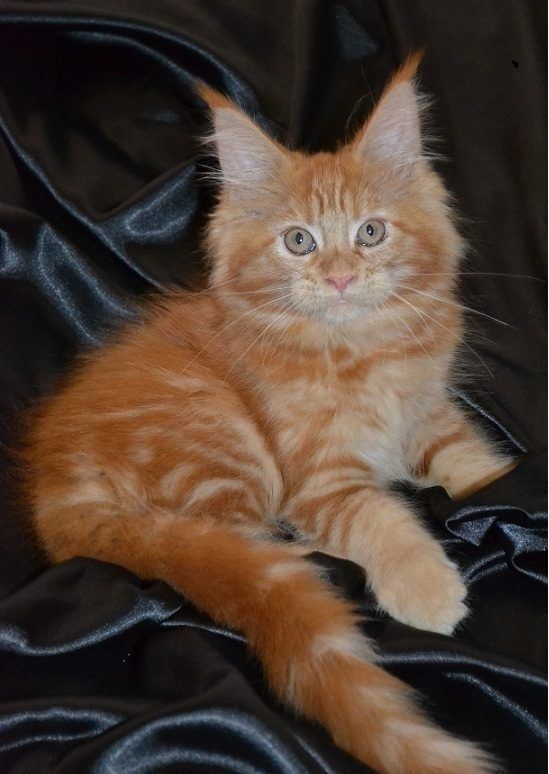 Maine Coon Cats For Sale Scranton, PA 214387 Petzlover