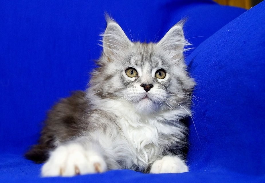 Maine Coon Cats For Sale Wichita, KS 214398 Petzlover