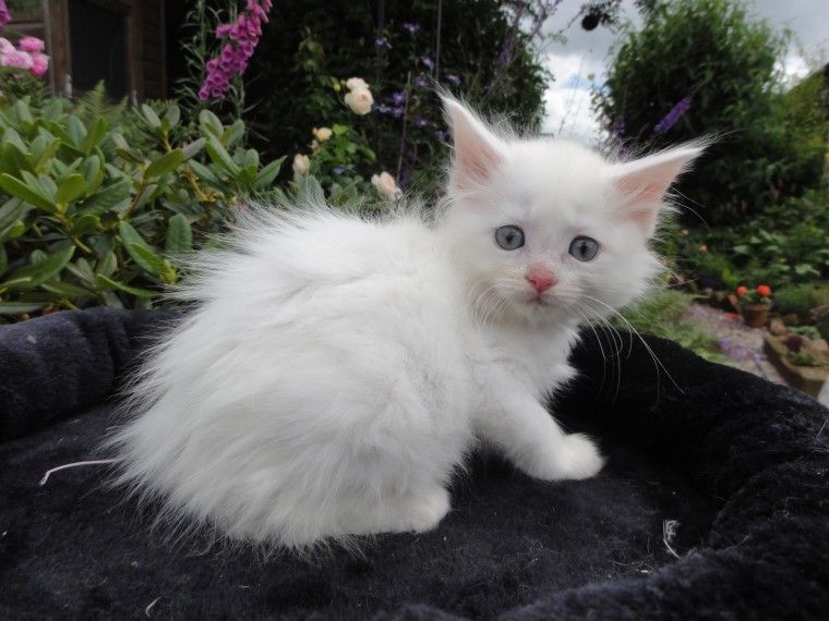 Maine Coon Cats For Sale New York, NY 237519 Petzlover