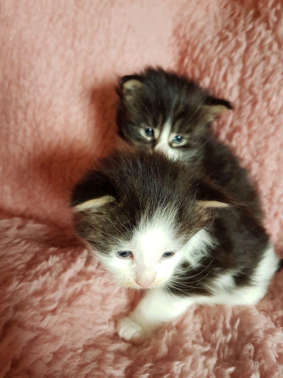 Maine Coon Cats For Sale New York County, NY 248391
