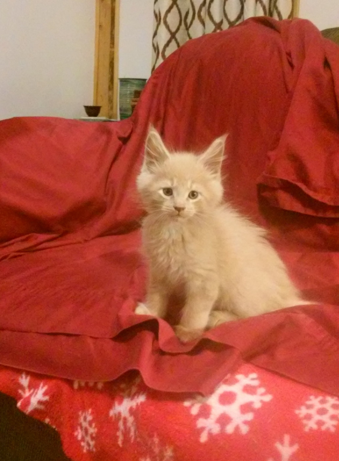 Maine Coon Cats For Sale Berea, KY 251765 Petzlover