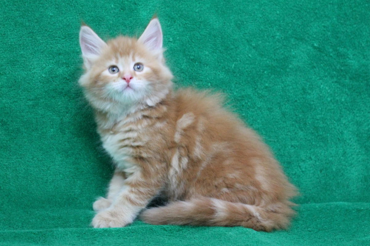 36 Best Images Maine Coon Kittens Austin Texas / Maine Coon Cats For Sale | Austin Street, TX #165510
